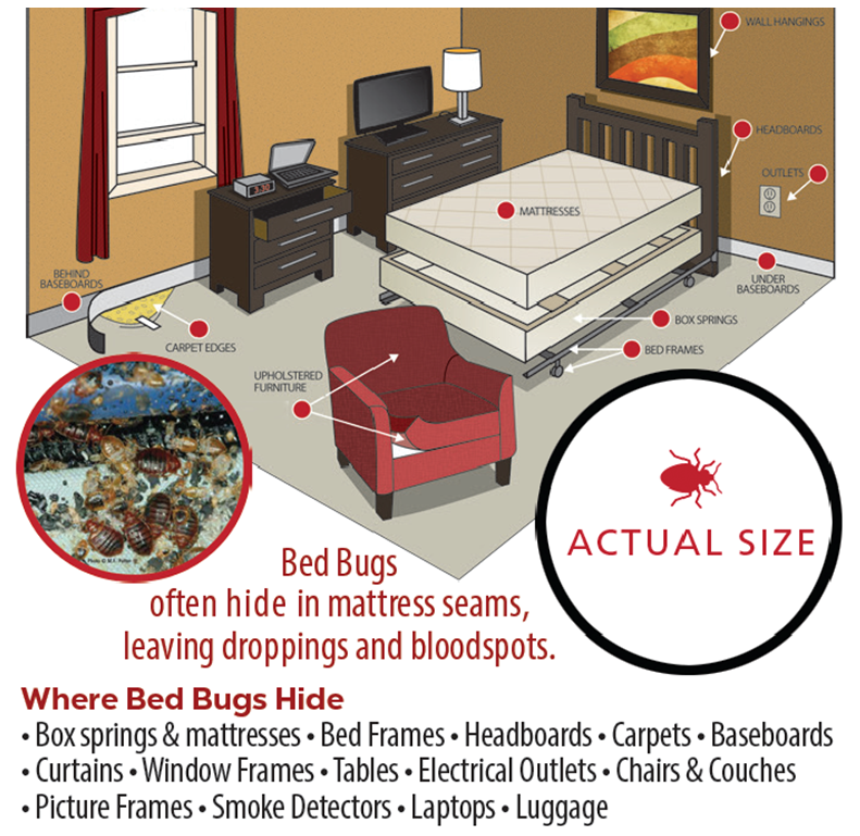 View of Bed Bugs Are on the Rise in Boise